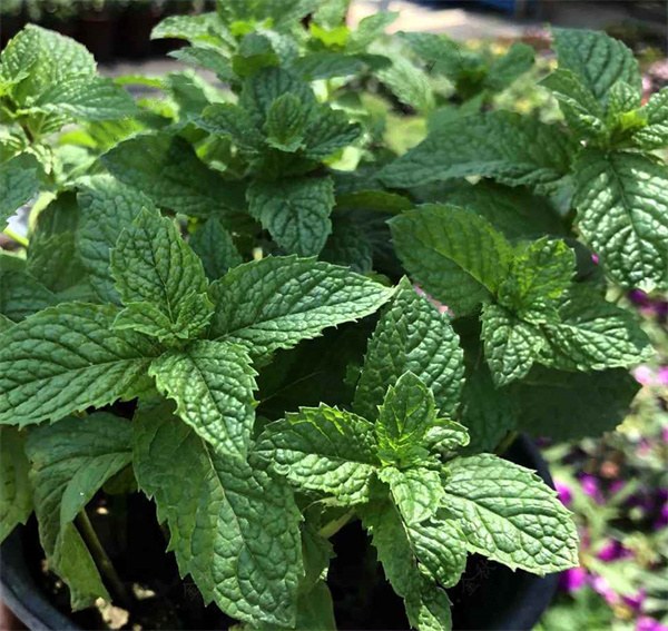 Mentha arvensis seeds