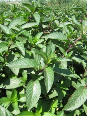 Mentha haplocalyx briq seeds