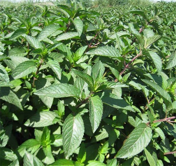 Mentha haplocalyx briq seeds