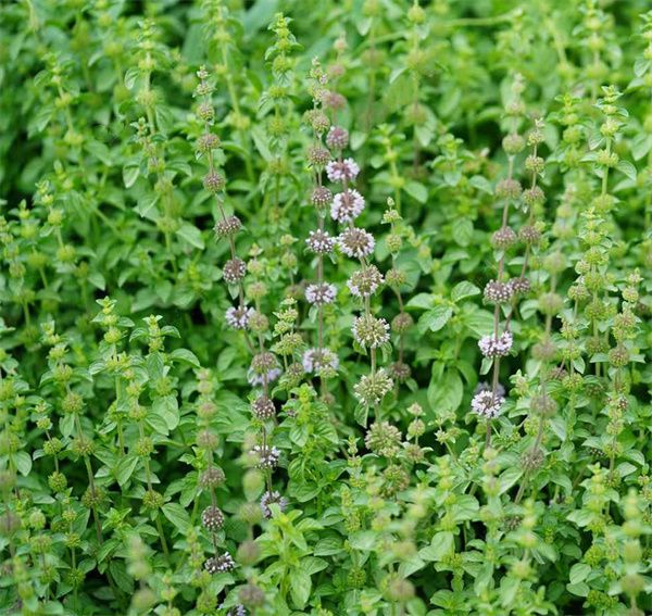 Mentha Pulegium seeds