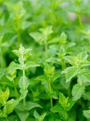 Peppermint (Mentha × piperita) seeds