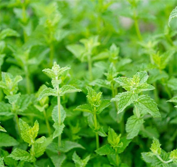 Peppermint (Mentha × piperita) seeds