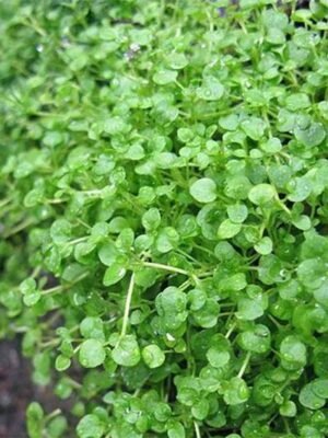 Mentha requienii seeds