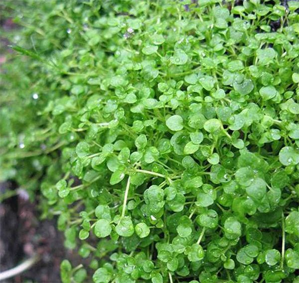 Mentha requienii seeds