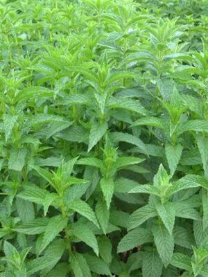 Mentha spicata seeds