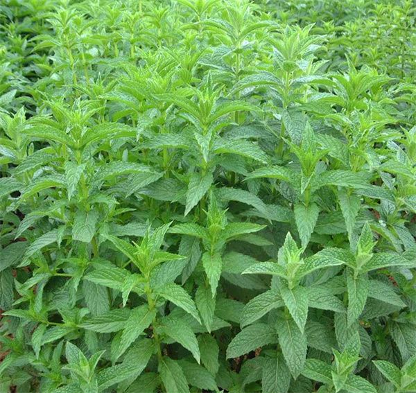 Mentha spicata seeds