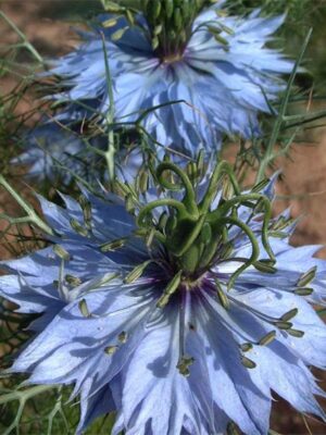 Nigella damascena seeds