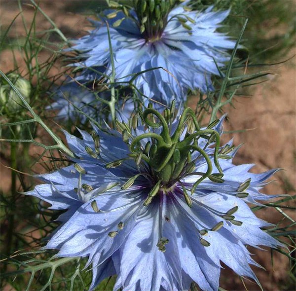 Nigella damascena seeds