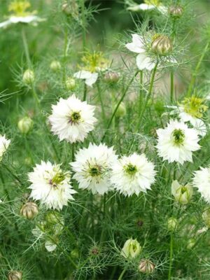 Nigella damascena seeds
