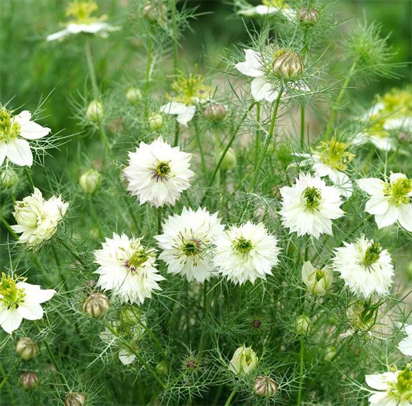 Nigella damascena seeds