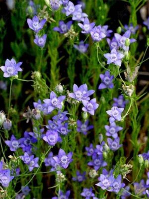 Nigella bucharica seeds