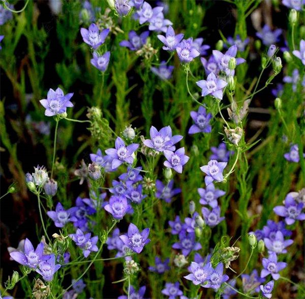 Nigella bucharica seeds