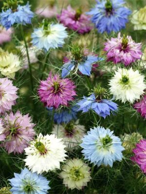 Nigella damascena double petals mixed colors