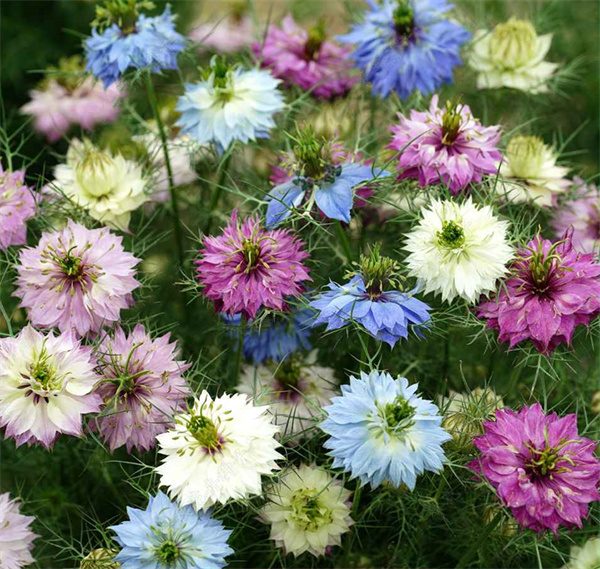 Nigella damascena double petals mixed colors