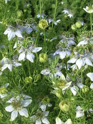 Nigella sativa seeds
