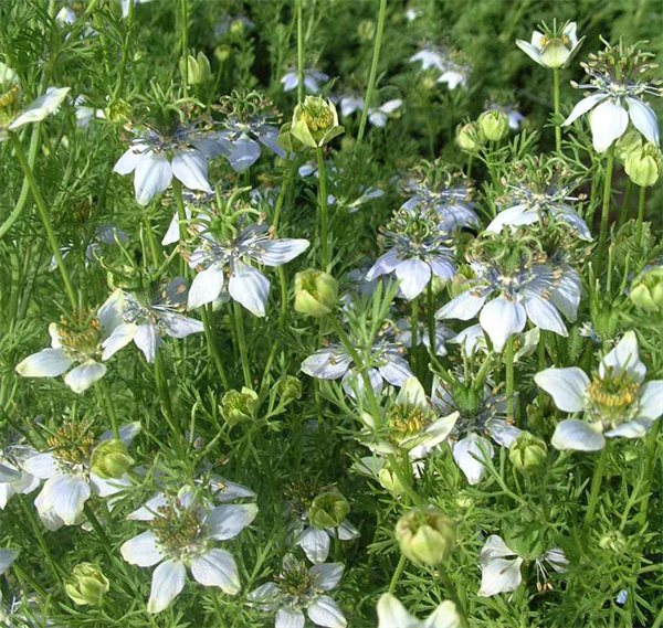 Nigella sativa seeds