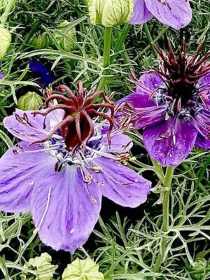 Nigella hispanica seeds
