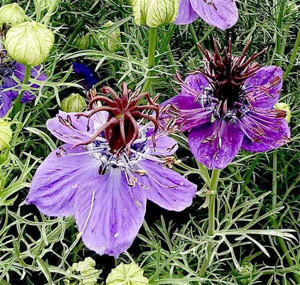 Nigella hispanica seeds