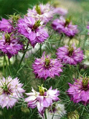 Nigella damascena double petals purple color