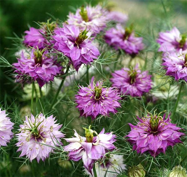 Nigella damascena double petals purple color