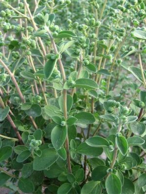 Origanum majorana seeds