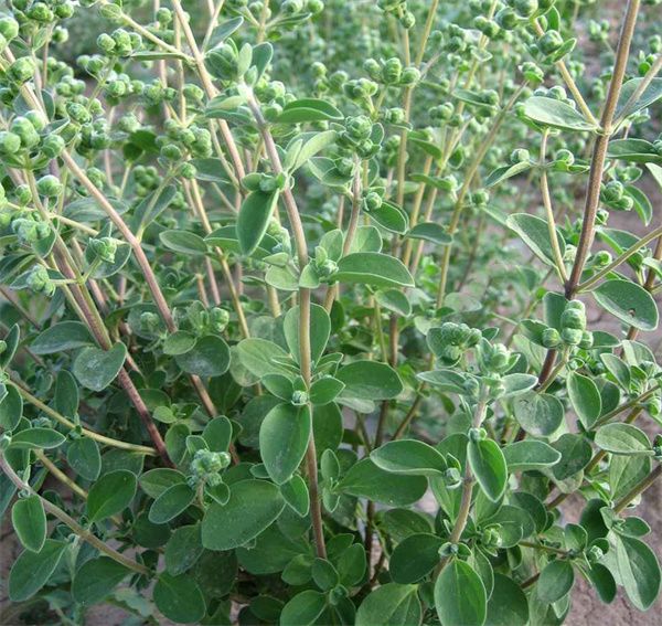 Origanum majorana seeds
