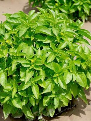 Ocimum basilicum seeds