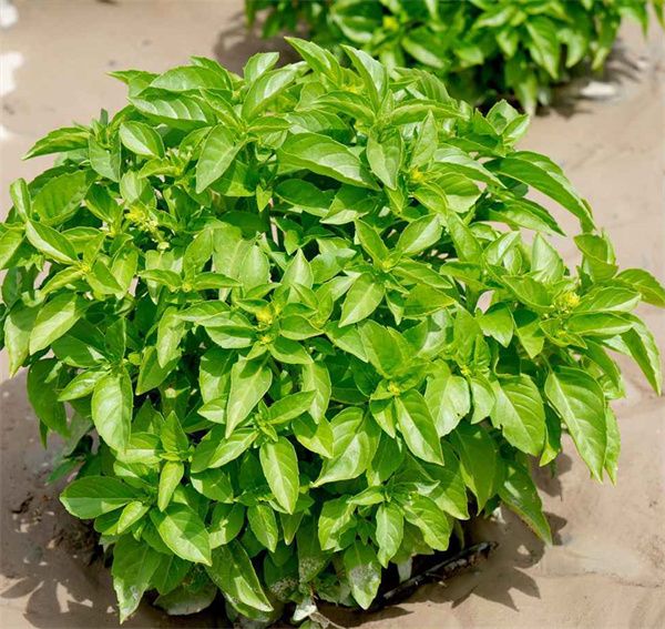 Ocimum basilicum seeds