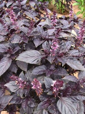 Ocimum basilicum 'Purple Ruffles' seeds