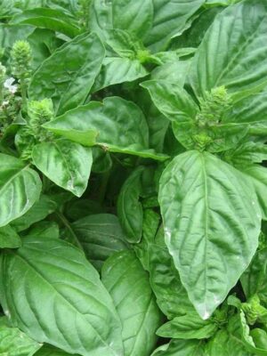 Ocimum basilicum 'LargeLeaf' seeds