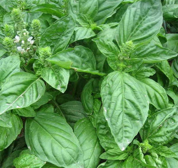 Ocimum basilicum 'LargeLeaf' seeds