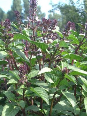 Ocimum gratissimum seeds
