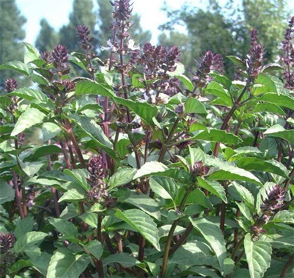 Ocimum gratissimum seeds