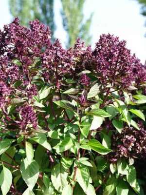 Ocimum basilicum 'Morpha' seeds