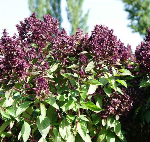 Ocimum basilicum 'Morpha' seeds