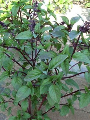 Ocimum basilicum 'Cinnamon' seeds