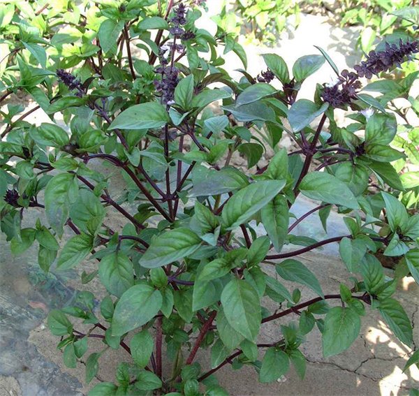 Ocimum basilicum 'Cinnamon' seeds