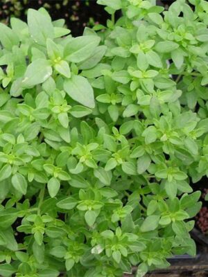 Ocimum basilicum 'bush basil' seeds