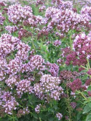 Origanum vulgare seeds