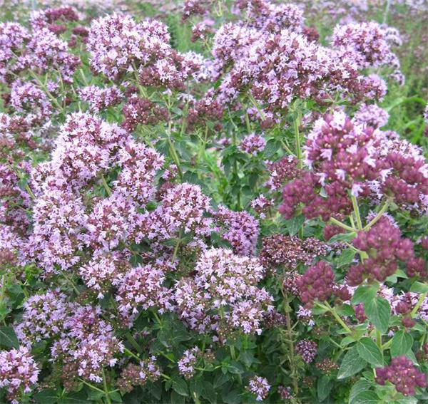 Origanum vulgare seeds