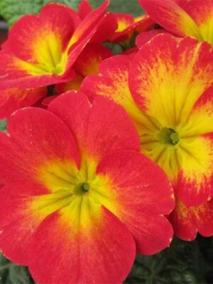 Primula acaulis hybrid seeds