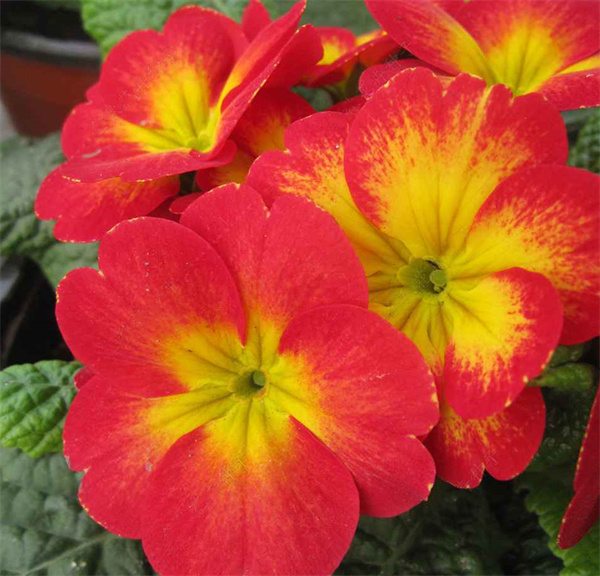 Primula acaulis hybrid seeds
