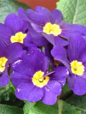 Primula acaulis hybrid seeds