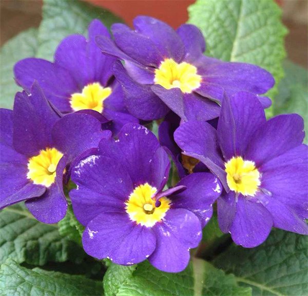 Primula acaulis hybrid seeds