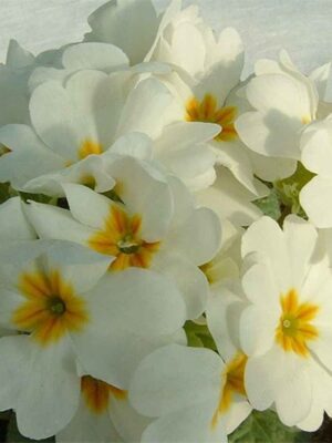 Primula acaulis hybrid seeds