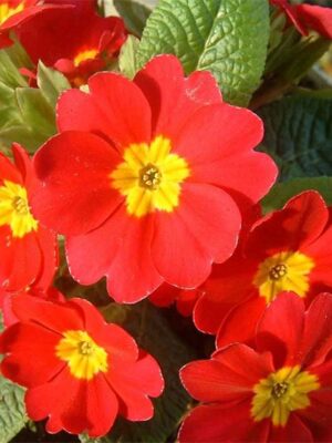 Primula acaulis hybrid seeds