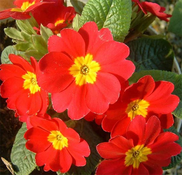 Primula acaulis hybrid seeds