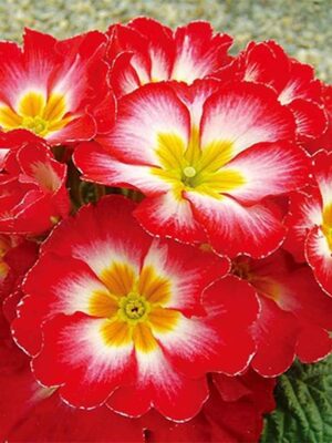 Primula acaulis hybrid seeds