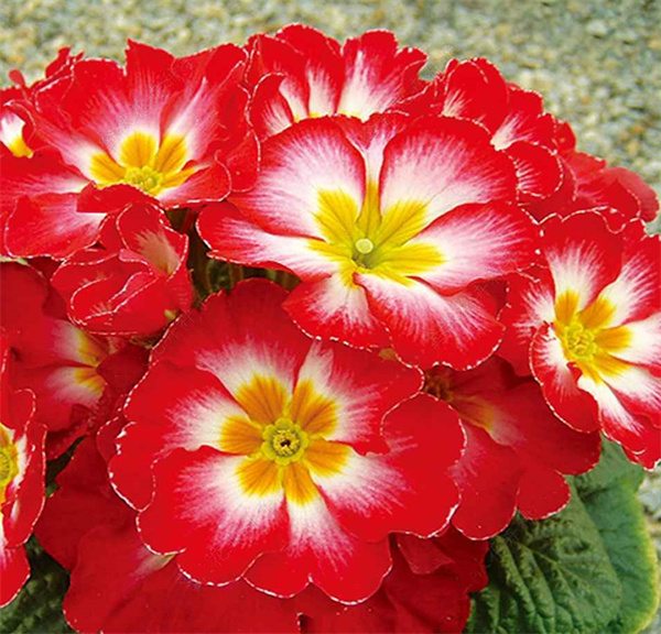 Primula acaulis hybrid seeds