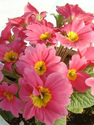 Primula acaulis hybrid seeds
